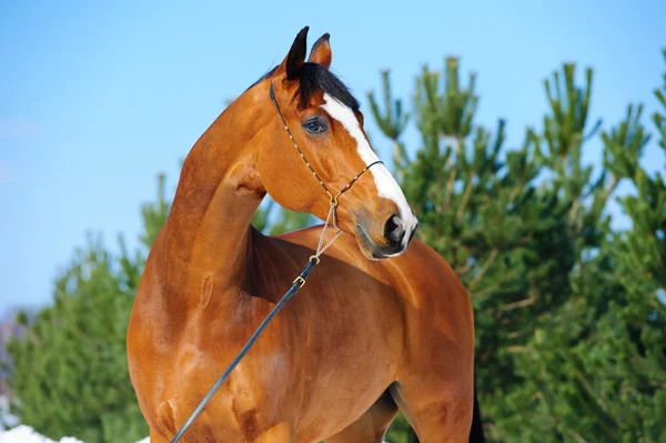 Портрет лошади в заливе — стоковое фото