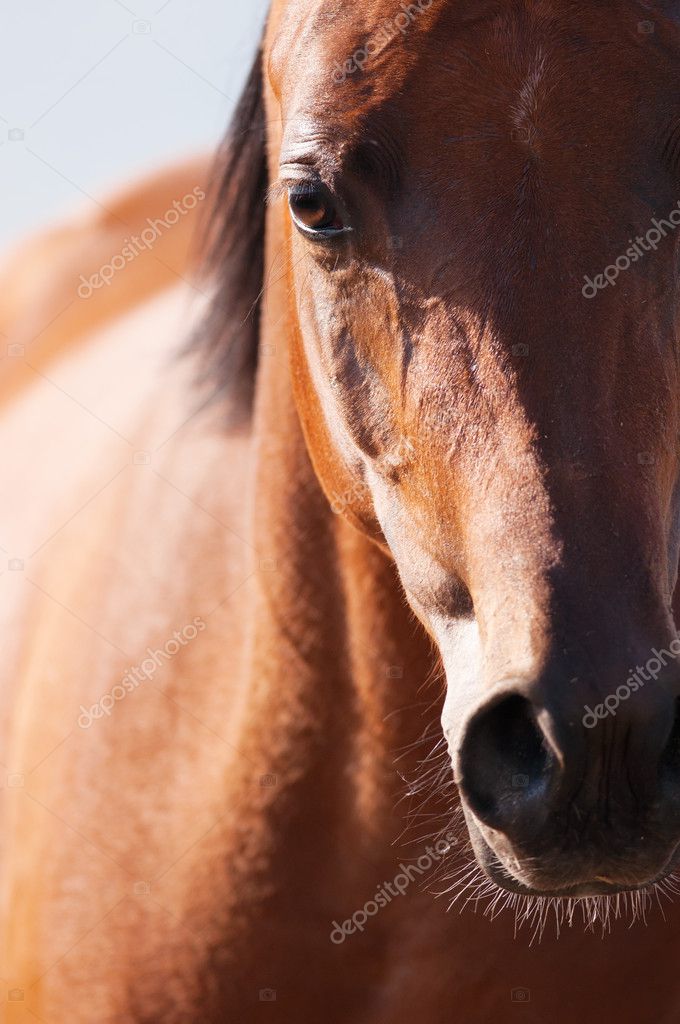 Retrato De Cavalo Da Frente Indo E Olhando Direto Para a Câmera Imagem de  Stock - Imagem de livre, cavalo: 227498407