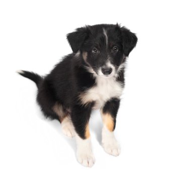 Border Collie trocolor puppy, 7 weeks old, isolated on the white clipart