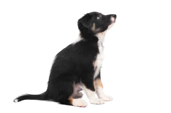 Bordercollie pup, 7 weken oud, geïsoleerd op de witte — Stockfoto