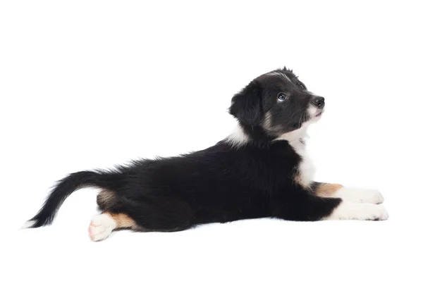 Bordercollie pup, 7 weken oud, geïsoleerd op de witte — Stockfoto