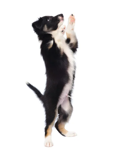 Borda Collie cachorro trocolor, 7 semanas, isolado no branco Imagens De Bancos De Imagens Sem Royalties