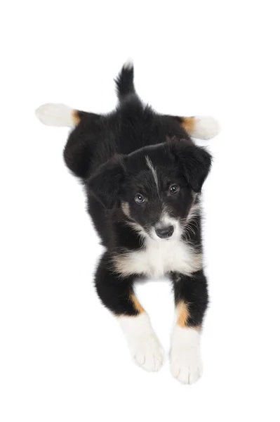 7 周老，trocolor，小狗边境牧羊犬被隔绝在白色 图库照片