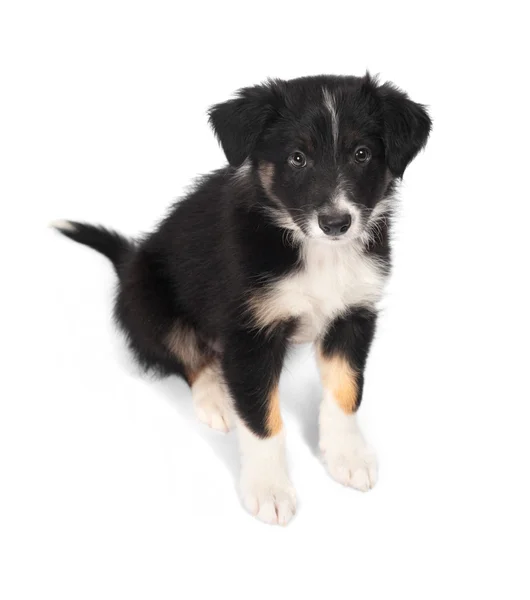 Border ποιμενικού σκύλου κουτάβι trocolor, 7 εβδομάδων, απομονωμένη στο λευκό Εικόνα Αρχείου