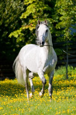 White horse runs trot in summer clipart