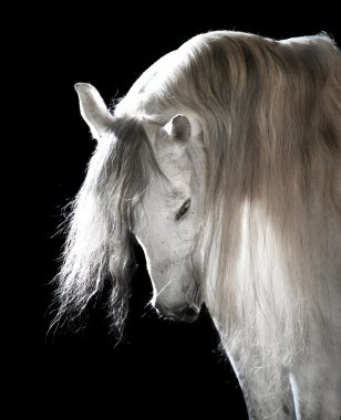 White Andalusian horse on the dark background clipart