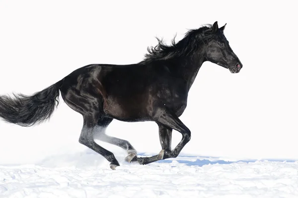 Cavalo preto corre galope no fundo branco — Fotografia de Stock