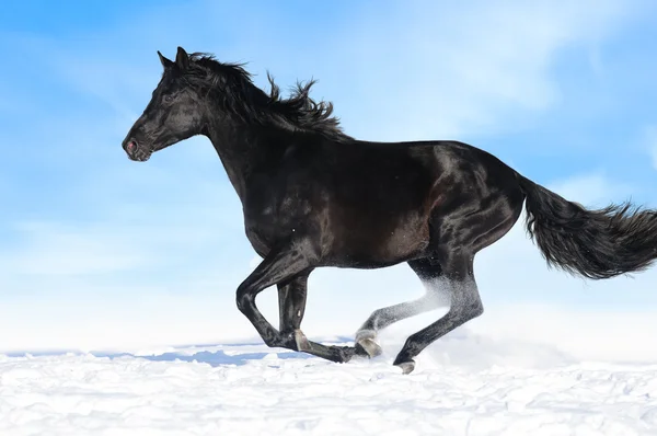 Svart häst kör Galopp på himmel bakgrund — Stockfoto