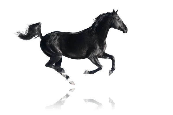 Cavallo nero corre galoppo, isolato su bianco — Foto Stock