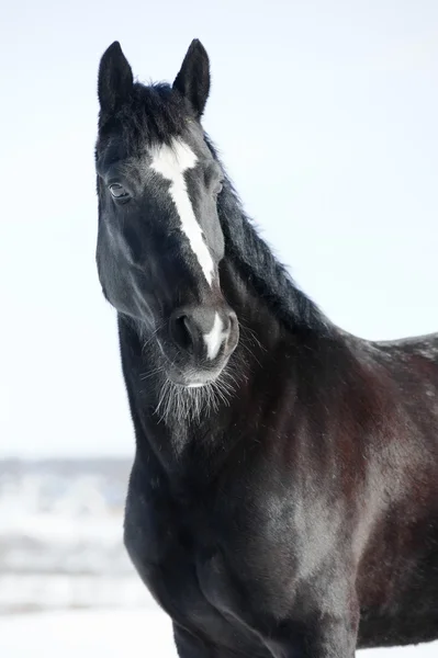 Portrait de cheval noir en hiver — Photo