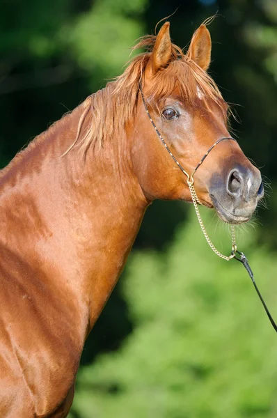 Castagno cavallo arabo stallone ritratto — Foto Stock