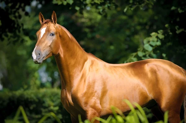 Bonito vermelho dourado Don cavalo retrato — Fotografia de Stock