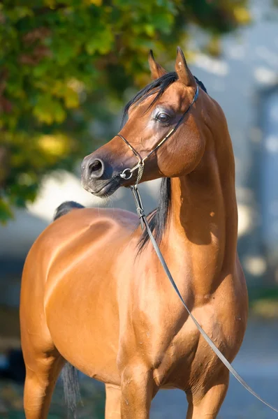 Πορτρέτο του κόλπου αραβικό άλογο το φθινόπωρο — Φωτογραφία Αρχείου