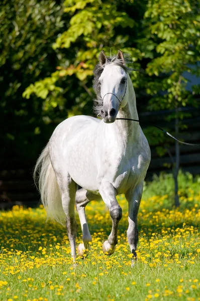 Cavalo branco corre trote no verão — Fotografia de Stock