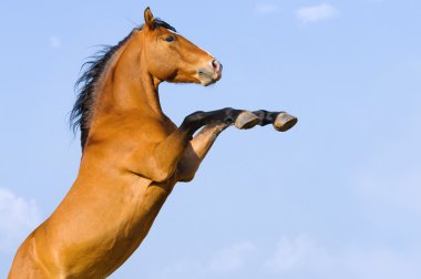 Bay horse rearing up on the sky background clipart