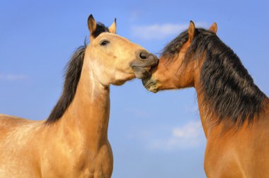 Two horses on the sky background clipart