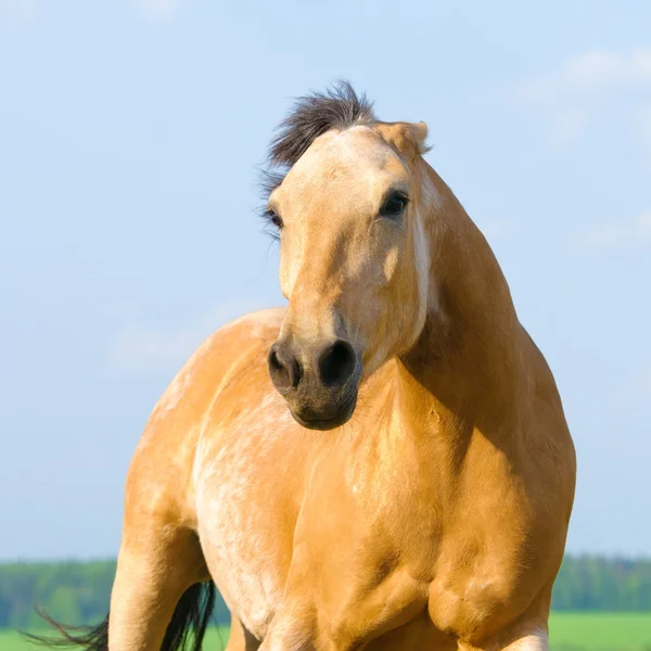 Niebezpieczeństwo zły koń biegnie do Ciebie — Zdjęcie stockowe