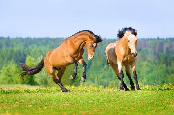Két öböl ló a réten játszik — Stock Fotó