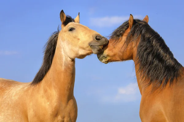 Twee paarden op de hemelachtergrond — Stockfoto