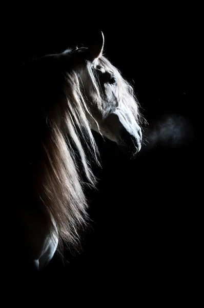 Caballo blanco sobre fondo oscuro — Foto de Stock