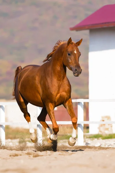 Cavalo arábico castanho corre galope — Fotografia de Stock