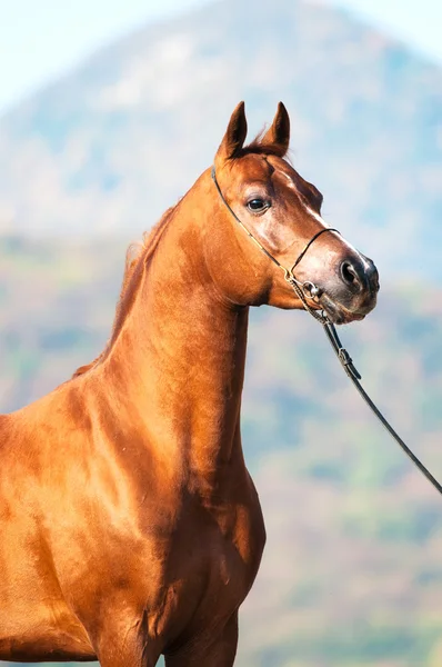 Πορτρέτο της καστανιάς arabian επιβήτορα — Φωτογραφία Αρχείου