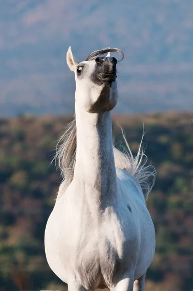 Άσπρο αραβικό άλογο, το καλοκαίρι — Φωτογραφία Αρχείου