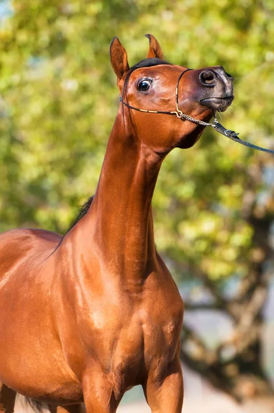 Bay häst porträtt, arabian föl - ett år — Stockfoto