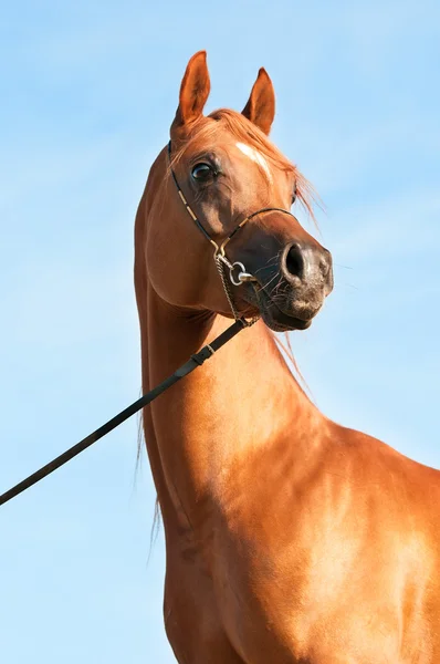 Kastanj arabian stallion porträtt på himmel bakgrund — Stockfoto