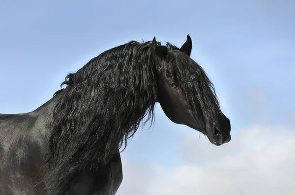 Czarny koń portret, fryzyjski ogier — Zdjęcie stockowe