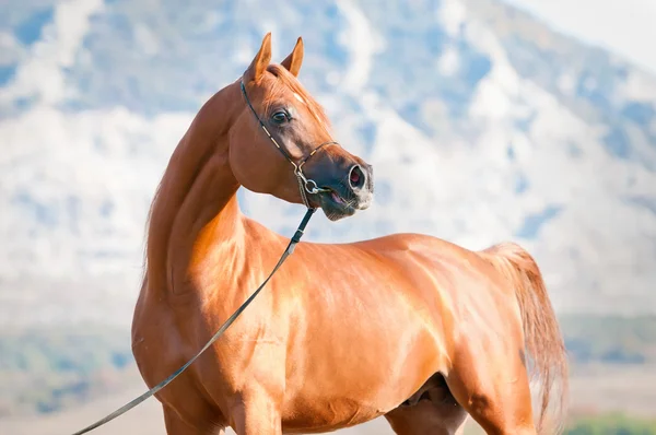 Kastanj arabian stallion porträtt — Stockfoto