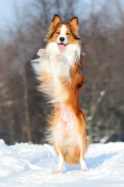 Border collie jeune chien jouer en hiver — Photo