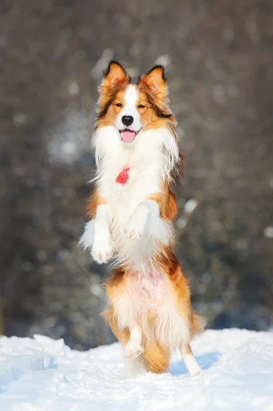 Прикордонна колі молода собака грає взимку — стокове фото