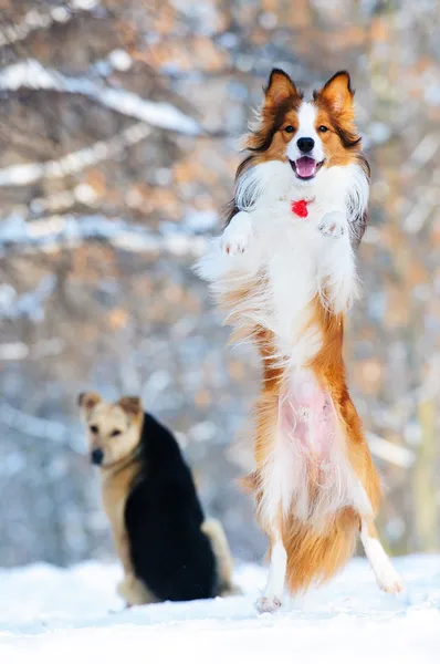 Border collie young dog play in winter — Stock Photo, Image