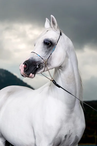 白いアラビア馬の獅子の肖像画 — ストック写真