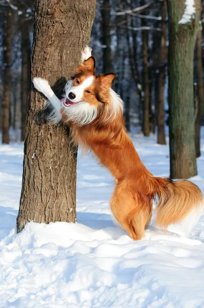 Молодой пес-колли играет зимой — стоковое фото