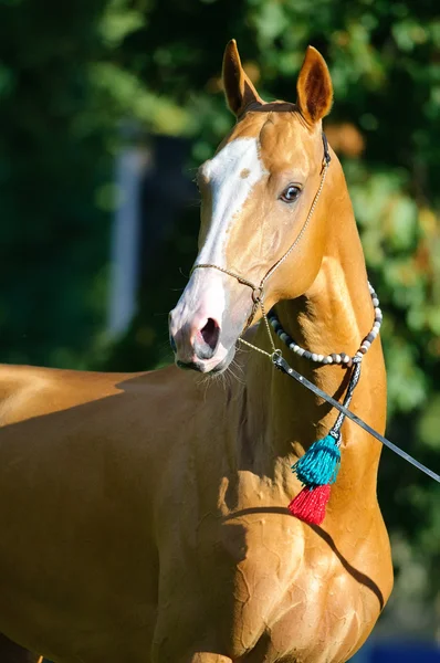 Red golden horse ritratto akhal-teke in estate — Foto Stock