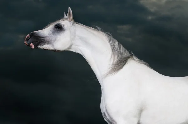 Branco cavalo árabe no fundo escuro — Fotografia de Stock