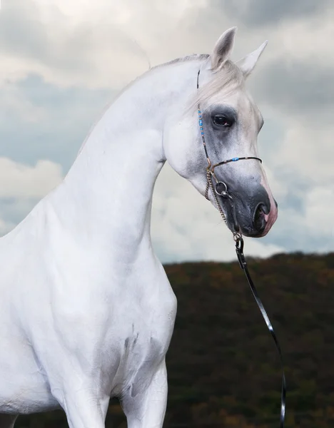 Білий арабський кінь на темному тлі — стокове фото