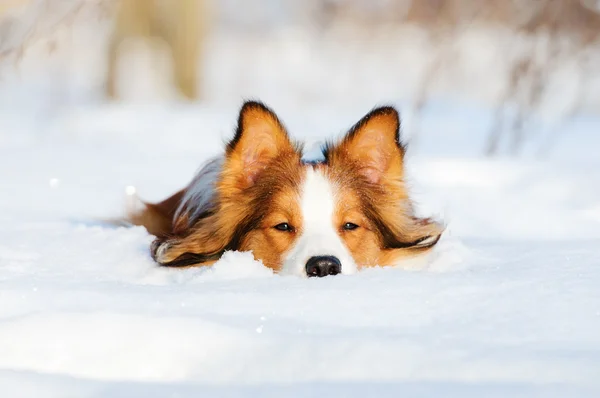 Border collie jeune chien sur la neige Image En Vente