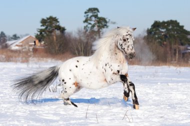 Appaloosa midilli dörtnala kışın çalışır.