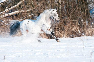 Appaloosa midilli dörtnala kışın çalışır.