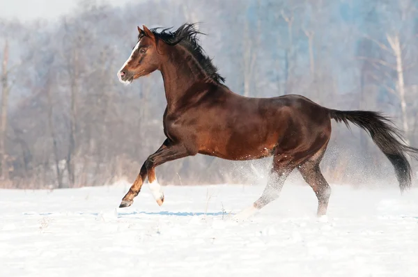Brun welsh ponny hingst på vintern — Stockfoto