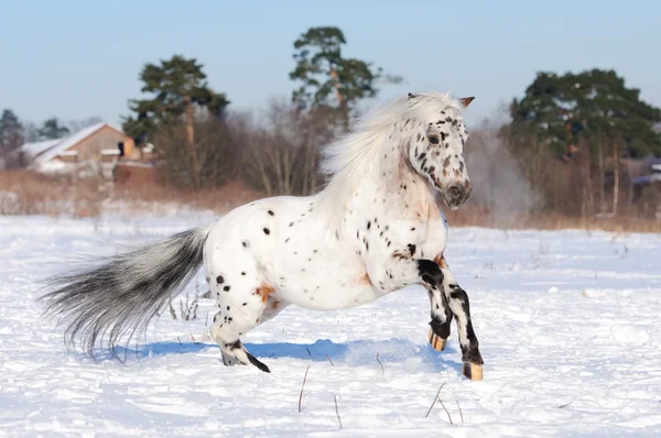 Пони Аппалуза бегает галопом зимой — стоковое фото