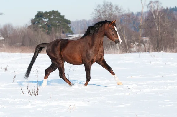 Stallone pony gallese marrone in inverno — Foto Stock