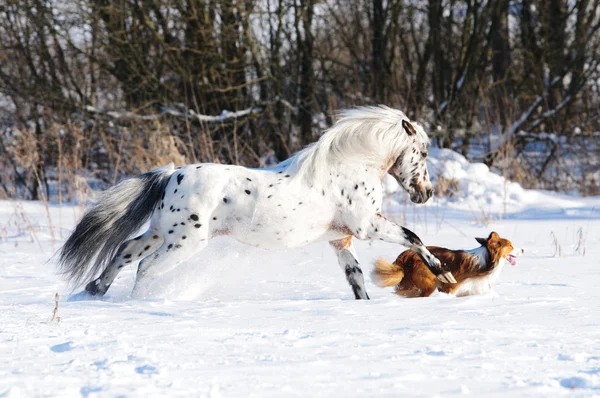 Пони Аппалуза и пограничный колли бегают галопом зимой — стоковое фото