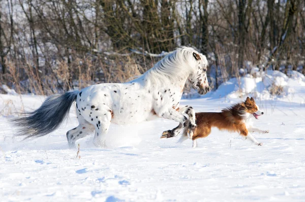 Appaloosa pony and red border collie runs gallop in winter — Stock Photo, Image