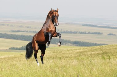 Bay akhal-teke horse stallion rearing on the field clipart
