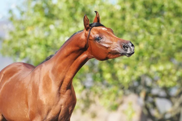 Бухта арабський кінь портрет влітку — стокове фото