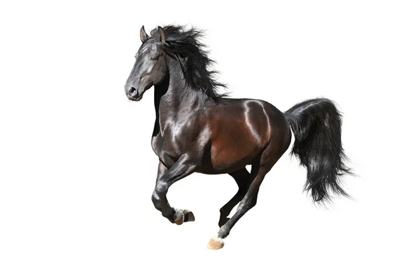 Svart Kladrub häst kör Galopp på den vita bakgrunden — Stockfoto